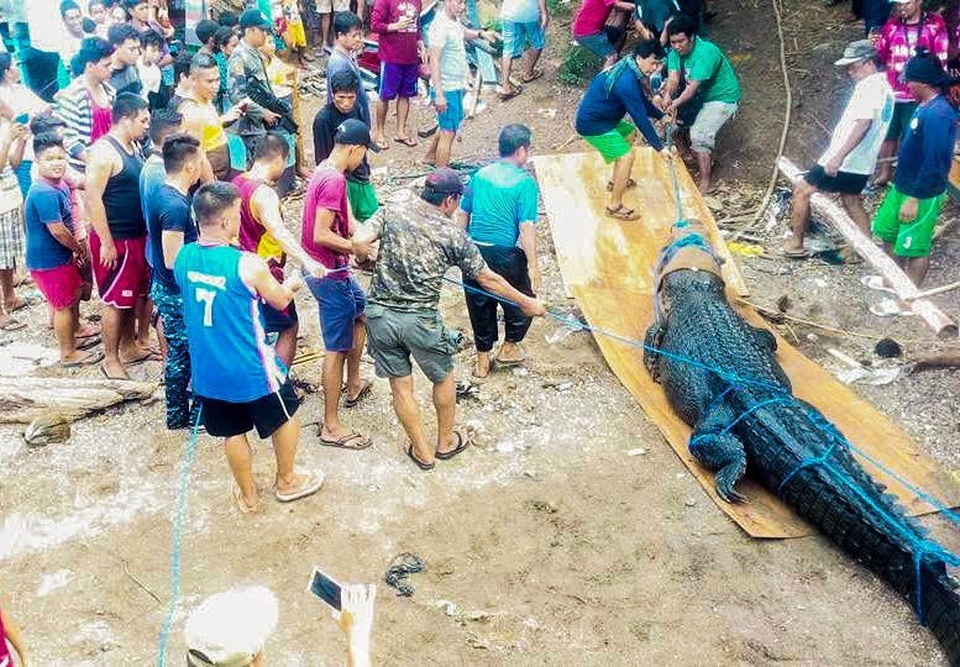 Tóm gọn cá sấu nặng nửa tấn bị nghi ăn thịt người - 2 Con vật đang bị nghi là hung thủ tấn công và giết chết người ngư dân địa phương gần đây