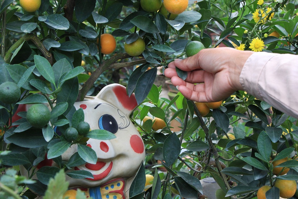 Heo đất “cõng” quất cảnh đón Tết Kỷ Hợi 2019 - 8
Để cây quất có thể ra nhiều quả và có thế đứng độc đáo phù hợp với thế của mỗi chú heo, mỗi ngày anh Mạnh đều phải bỏ ra vài tiếng đồng hồ cắt tỉa lá, tạo hình cây.