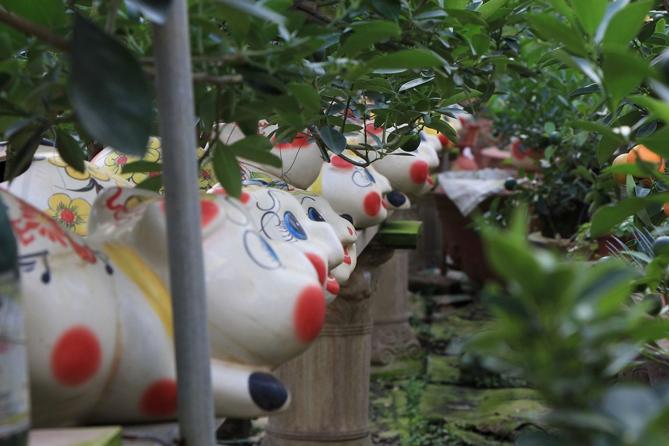 Heo đất “cõng” quất cảnh đón Tết Kỷ Hợi 2019 - 2 Heo đất “cõng” quất cảnh đón Tết Kỷ Hợi 2019 - 2