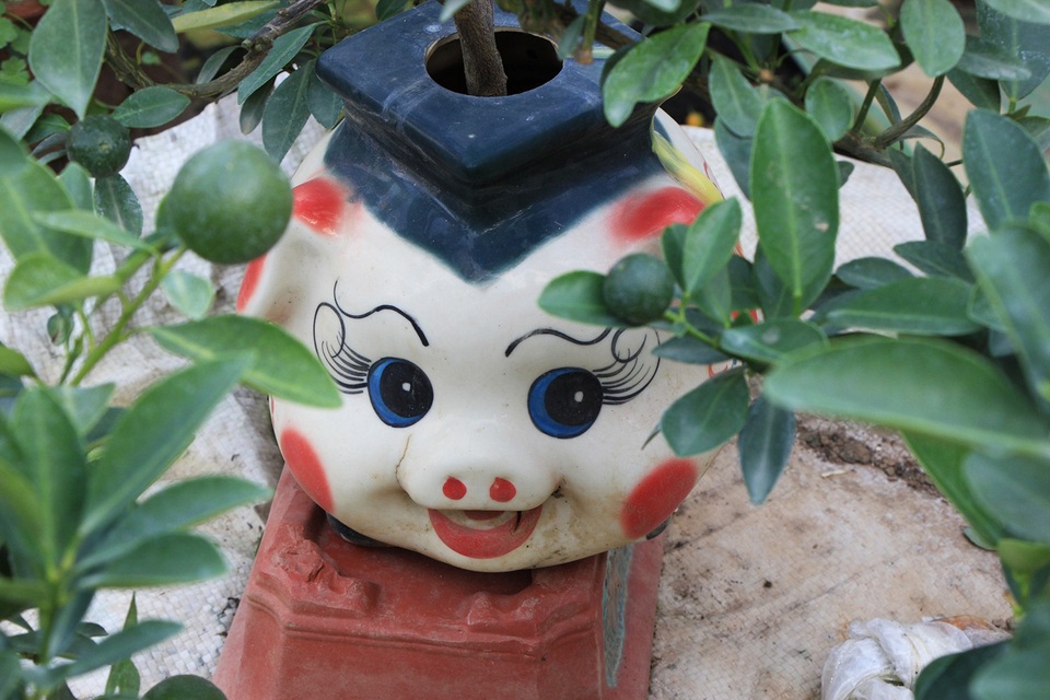 Heo đất “cõng” quất cảnh đón Tết Kỷ Hợi 2019 - 12
Theo chủ vườn, những chú heo cõng quất bonsai này năm nay khá được lòng người mua.