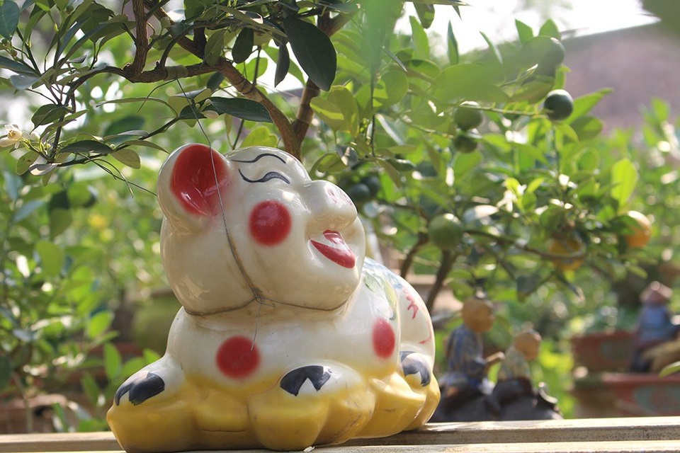 Heo vàng 5 triệu đồng cõng quất bonsai chào tết Kỷ Hợi 2019 - 2
Chủ nhân các vườn quất tạo hình các chú heo thường có vẻ đáng yêu, dễ mến với mong ước năm mới luôn vui vẻ, may mắn, an khang thịnh vượng.