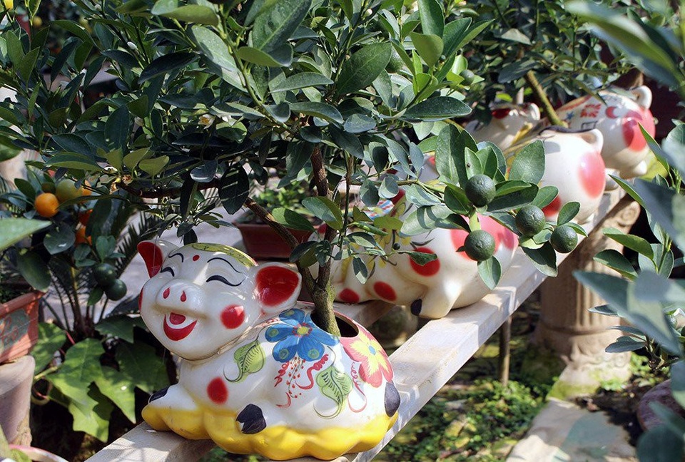 Heo vàng 5 triệu đồng cõng quất bonsai chào tết Kỷ Hợi 2019 - 3
Giá của mỗi chú heo cõng quất bonsai dao động ở mức 2-5 triệu đồng.