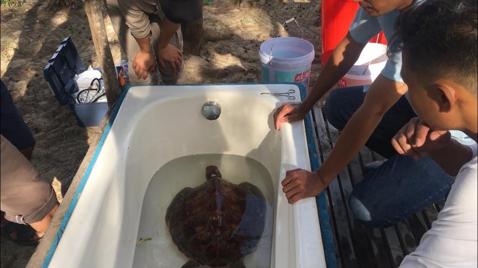 Rùa biển suýt chết vì "ngộ độc" đủ loại rác thải - 2 Sau khi được lấy dị vật ra ngoài, sức khỏe của cá thể rùa đã cải thiện