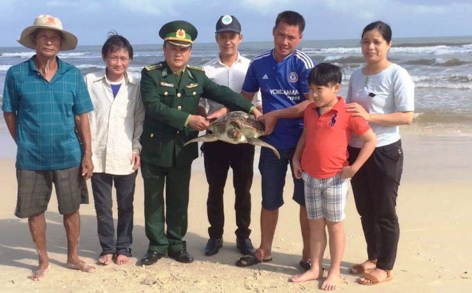 Thả an toàn cá thể vích 14 kg về môi trường biển - 1 Cá thể vích được thả lại môi trường biển.