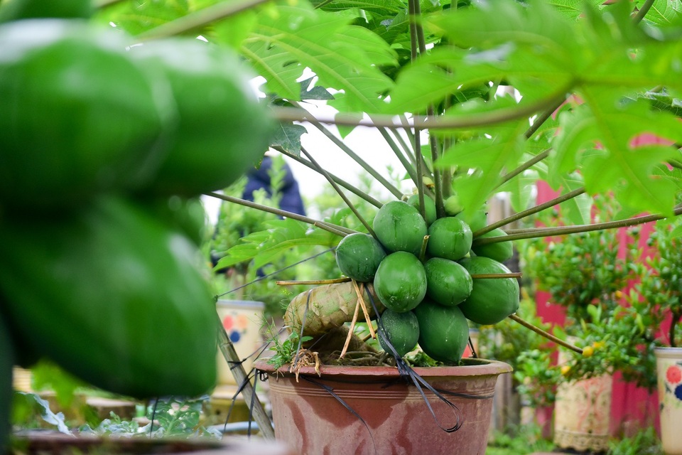 Độc đáo vườn đu đủ bonsai trĩu quả chơi Tết - 8
“Mỗi cây từ lúc trong bầu đưa lên chậu đến khi có giá trị làm cảnh cần khoảng 7 tháng đến trên 1 năm chăm sóc. Vì vậy, thời điểm trồng đu đủ bonsai tốt nhất bắt đầu từ cuối tháng 4, đầu tháng 5 Âm lịch để kịp thu hoạch vào dịp Tết”, anh Chính chia sẻ.