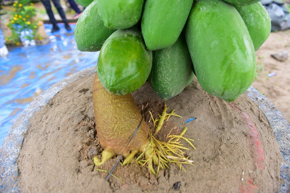 Độc đáo vườn đu đủ bonsai trĩu quả chơi Tết - 5
Cây đu đủ trồng trong chậu vẫn phải chăm sóc đặc biệt, tưới nước đầy đủ làm sao cho cây vừa đủ độ ẩm, có như vậy quả và lá mới đẹp được.