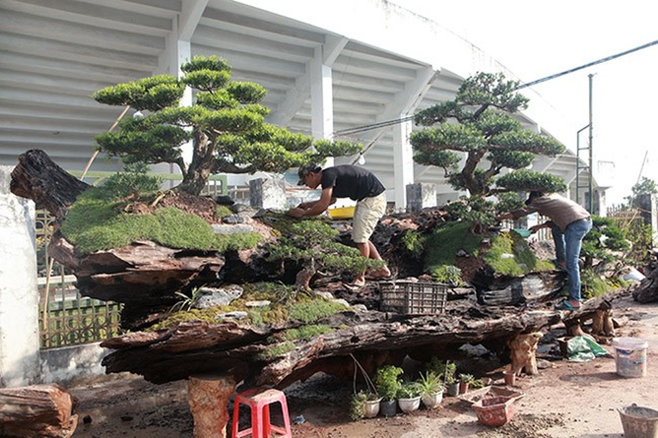 Chiêm ngưỡng đồi tùng trên thân gỗ 1000 năm tuổi ở Hà Nội - Ảnh 1. Chiêm ngưỡng đồi tùng trên thân gỗ 1000 năm tuổi ở Hà Nội - Ảnh 1.