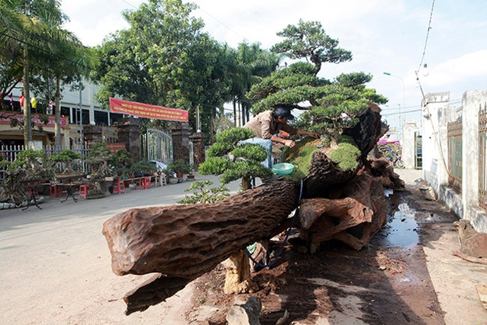 Chiêm ngưỡng đồi tùng trên thân gỗ 1000 năm tuổi ở Hà Nội - Ảnh 2. Chiêm ngưỡng đồi tùng trên thân gỗ 1000 năm tuổi ở Hà Nội - Ảnh 2.