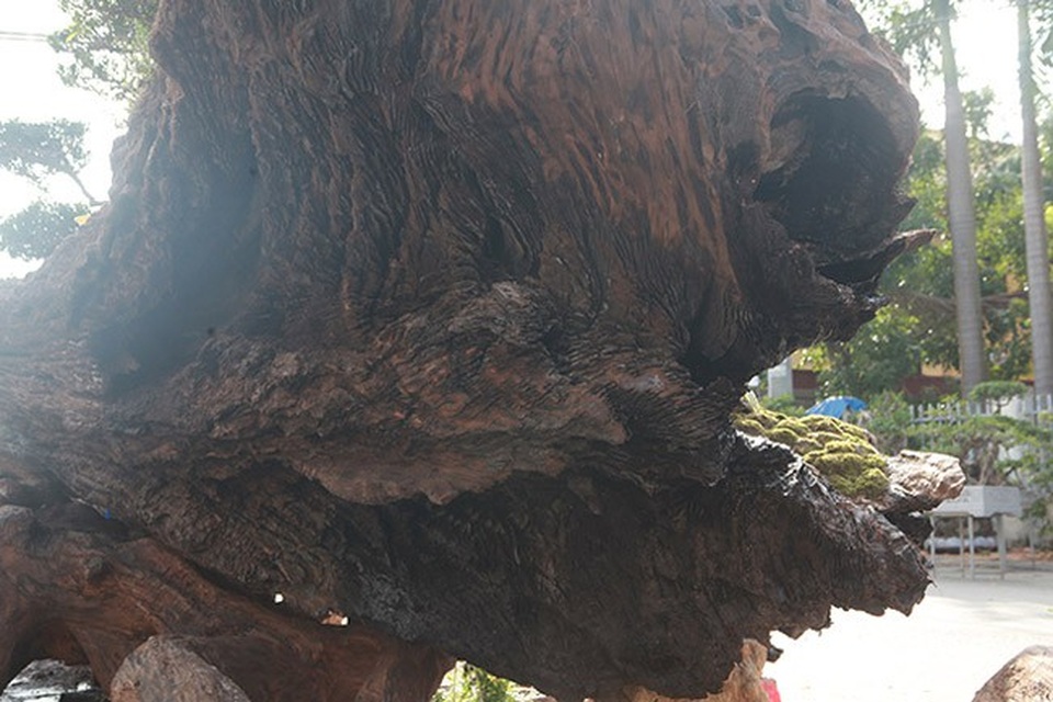 Chiêm ngưỡng đồi tùng trên thân gỗ 1000 năm tuổi ở Hà Nội - Ảnh 4. Chiêm ngưỡng đồi tùng trên thân gỗ 1000 năm tuổi ở Hà Nội - Ảnh 4.