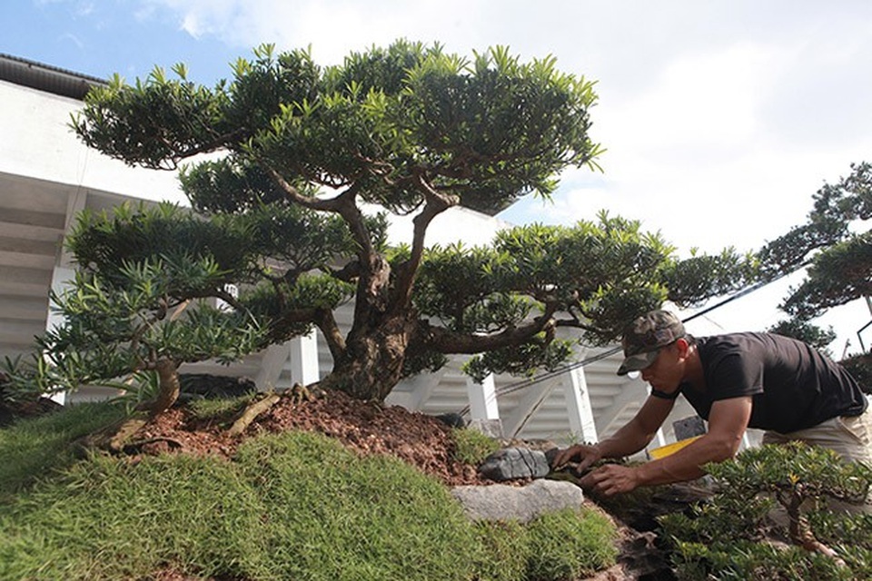 Chiêm ngưỡng đồi tùng trên thân gỗ 1000 năm tuổi ở Hà Nội - Ảnh 5. Chiêm ngưỡng đồi tùng trên thân gỗ 1000 năm tuổi ở Hà Nội - Ảnh 5.