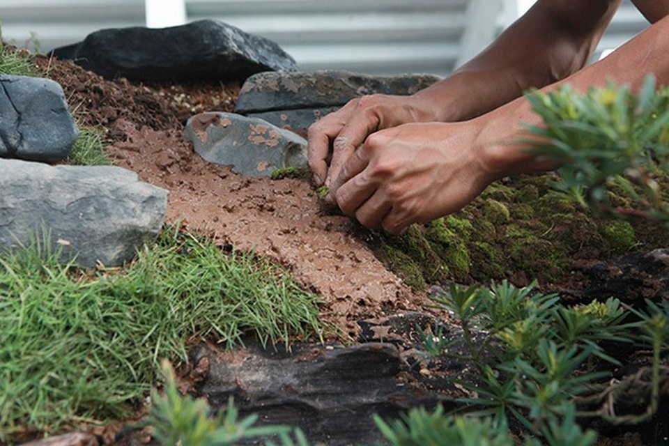 Chiêm ngưỡng đồi tùng trên thân gỗ 1000 năm tuổi ở Hà Nội - Ảnh 6. Chiêm ngưỡng đồi tùng trên thân gỗ 1000 năm tuổi ở Hà Nội - Ảnh 6.