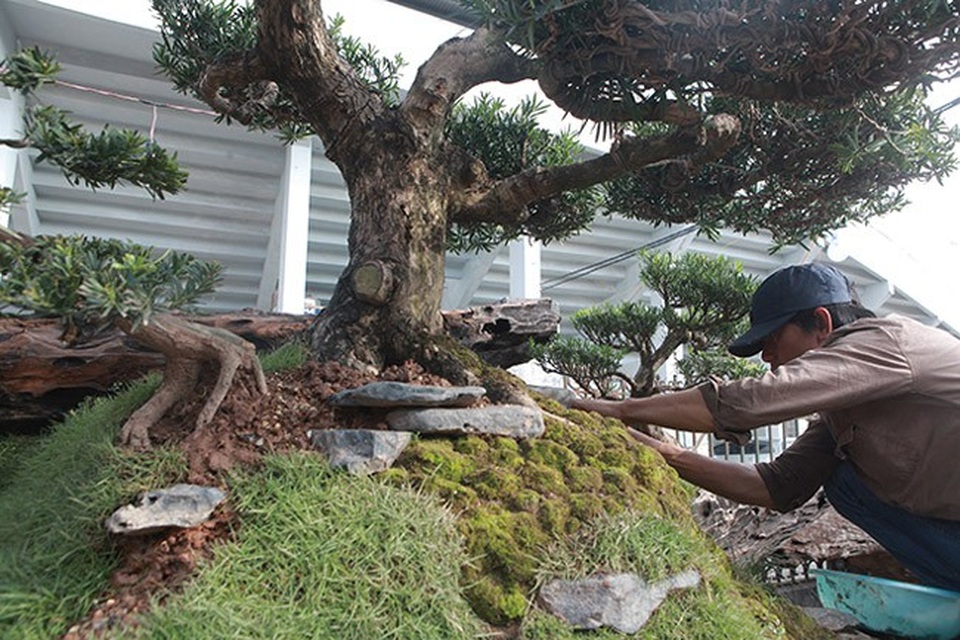 Chiêm ngưỡng đồi tùng trên thân gỗ 1000 năm tuổi ở Hà Nội - Ảnh 10. Chiêm ngưỡng đồi tùng trên thân gỗ 1000 năm tuổi ở Hà Nội - Ảnh 10.