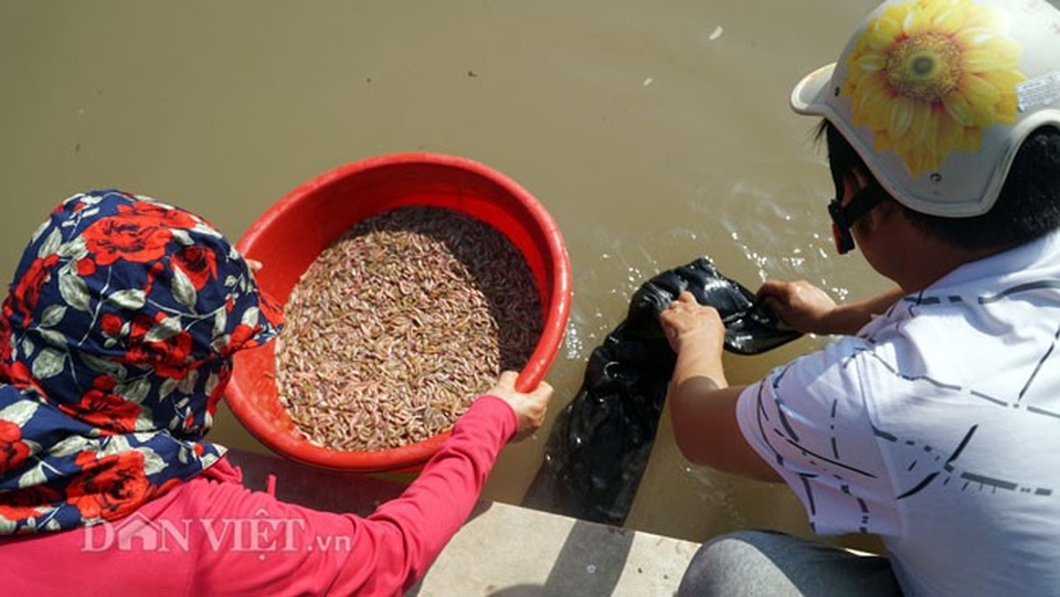 Bỏ bục giảng, thầy giáo về thu con "lộc trời" kiếm cả tỷ đồng - 4 Điều đặc biệt đối với loại đặc sản này là rươi chỉ sinh sống ở môi trường sạch hoàn toàn, không bị ô nhiễm, không phải chăm sóc, không phải cho ăn, chỉ cần cải tạo mặt nước tạo môi trường tốt nhất để rươi sinh trưởng.