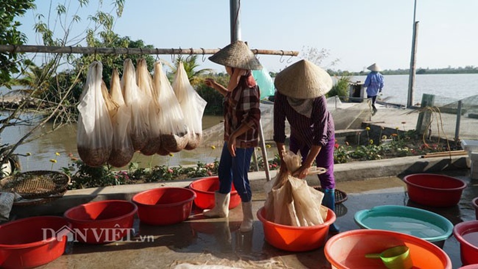 Bỏ bục giảng, thầy giáo về thu con "lộc trời" kiếm cả tỷ đồng - 7 Sau khi vớt lên, rươi được treo trên những chiếc túi lưới lớn nhằm loại bỏ nước trước khi đưa lên cân trọng lượng. Do giá cao, khi đặt lên cân tính trọng lượng phải cẩn thận cân thật đúng, thậm chí bỏ ra/cho vào 1-2 con.