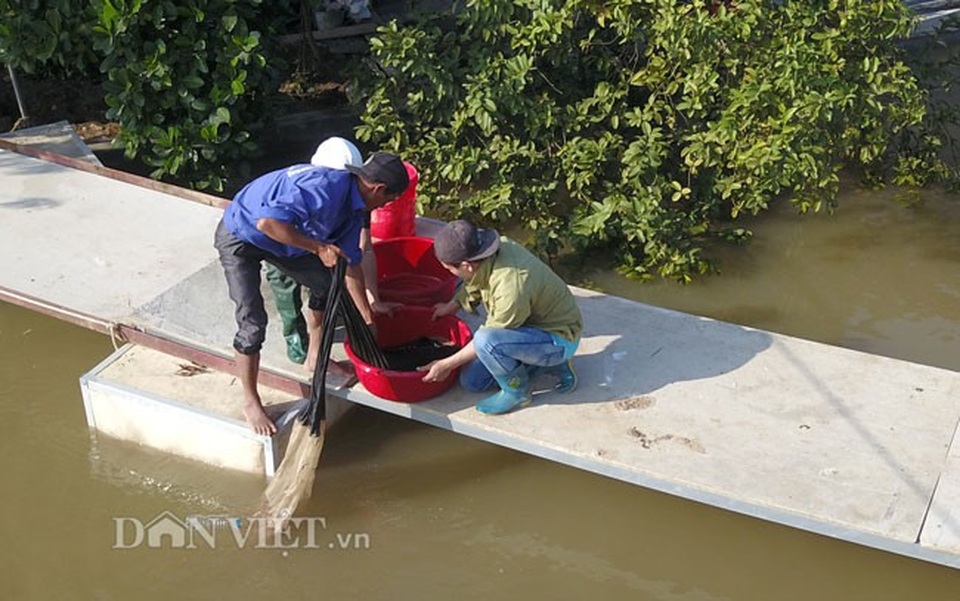 Bỏ bục giảng, thầy giáo về thu con "lộc trời" kiếm cả tỷ đồng - 8 Anh Phạm Văn Lũy (xã Quang Phục, huyện Tiên Lãng) chia sẻ: Tôi và một số người dân lân cận thường xuyên sang làm công cho vợ chồng anh Lượng, nhất là vào vụ rươi. Thu nhập của mỗi người cũng tầm 200- 300 nghìn đồng/ngày.