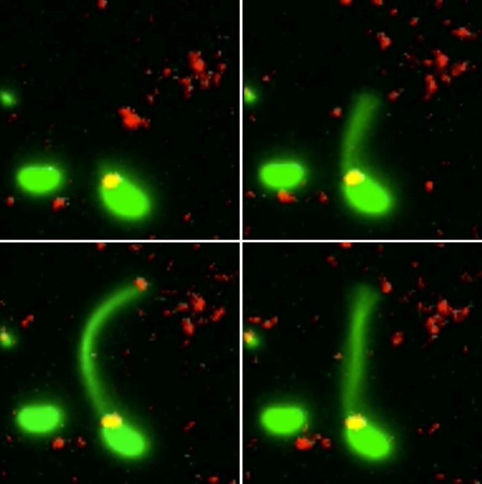 Lần đầu tiên các nhà khoa học đã bắt gặp cảnh vi khuẩn biết "câu”… DNA - 1
Lần đầu tiên, các nhà khoa học gặp cảnh vi khuẩn có khả năng sát nhập DNA của một vi khuẩn khác.