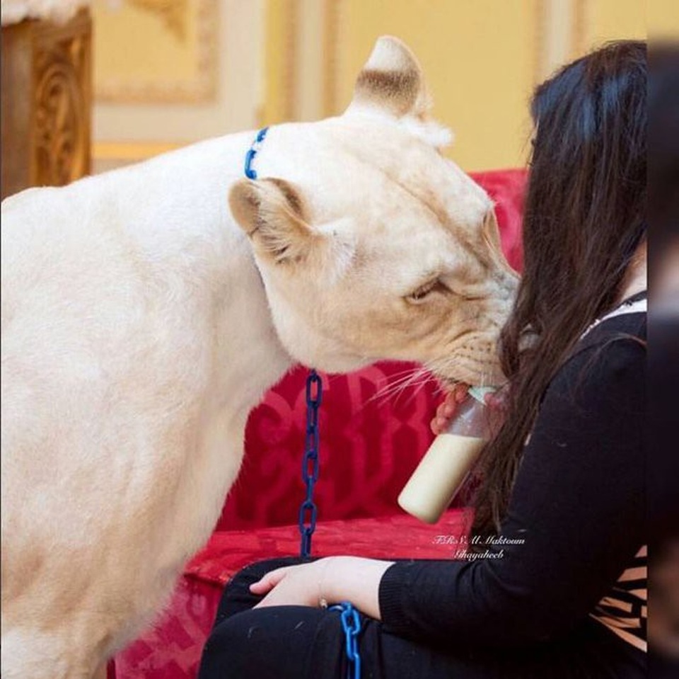 Cách "đốt tiền" của hội con nhà giàu Việt và các cậu ấm cô chiêu trên khắp thế giới - 12
Thú cưng cũng phải là cọp trắng mới chịu.