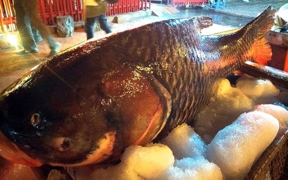 Những loài cá "đắt như vàng" luôn được săn lùng - 3
Cá hô là loài cá có kích thước lớn nhất trong họ cá chép, thường thấy sống ở các sông Mae Klong, Mê Kông và Chao Phraya ở Đông Nam Á. Loài cá này đang nguy cơ tuyệt chủng vì bị đánh bắt để ăn.