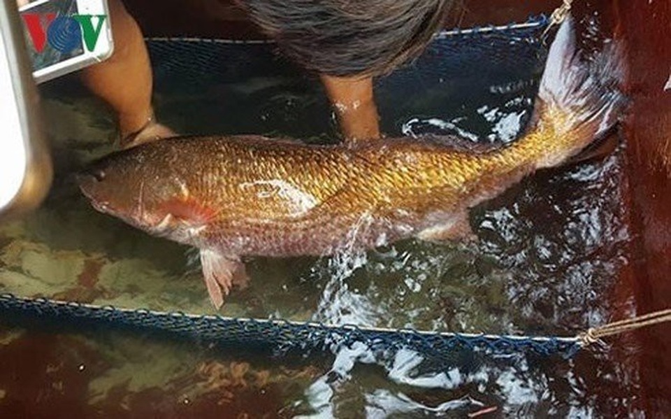 Những loài cá "đắt như vàng" luôn được săn lùng - 4
Cá sủ vàng sống phân bố ở Ấn Độ, Việt Nam, Indonesia, Sri Lanka và Trung Quốc. Đây là loài cá được ví là đắt như vàng ở Trung Quốc và Việt Nam. Loài cá này sinh sống ở biển, nhưng vào mùa sinh sản (tháng 1 - 4 và 9 - 10 âm lịch) nó sẽ bơi đến các vùng cửa sông nước lợ để đẻ. Cá con sẽ bơi vào vùng nước ngọt sâu trong đất liền sinh sống, sau 1 - 2 năm sẽ tự trở về với biển, lúc đó nó đã khoảng 10kg), kích thước có thể đạt đến 160cm, nặng trên 120kg.