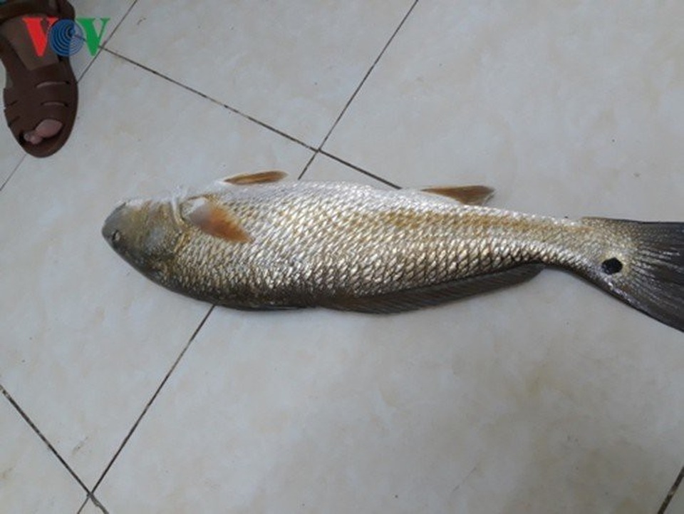 Những loài cá "đắt như vàng" luôn được săn lùng - 5
Cá này có giá trị do bộ phận bóng cá là quý nhất, bộ phận này được sử dụng để làm chỉ khâu tự tiêu trong phẫu thuật. Cá có trọng lượng 40 - 50kg thì bóng đạt khoảng 1kg tươi. Giá trị kinh tế của loài cá này đặc biệt cao, giá có thể lên đến hàng tỉ đồng mỗi con, tùy theo trọng lượng.
