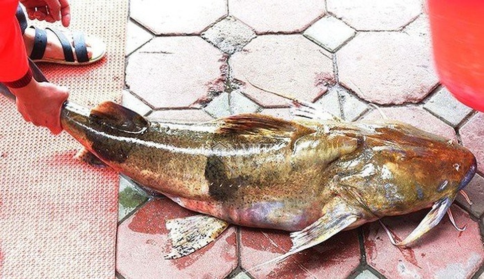 Những loài cá "đắt như vàng" luôn được săn lùng - 8
Cá chiên: Là một loài cá da trơn trong chi Bagarius, tìm thấy trong các con sông lớn ở Nam Á và Đông Nam Á, cụ thể trong lưu vực sông Hằng, sông Mê Kông, sông Chao Phraya. Cá chiên có thể nặng tới 70 - 80 kg.