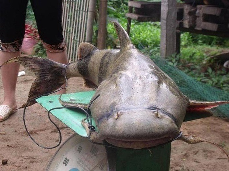 Những loài cá "đắt như vàng" luôn được săn lùng - 9
Đây là một trong 4 giống cá nước ngọt quý hiếm được coi là Tứ quý hà thủy gồm cá anh vũ, cá chiên, cá lăng và cá bống. Giá khá đắt, khoảng 500.000 - 700.000 đồng/kg hoặc có thể hơn 1 triệu đồng/kg tùy độ to của cá.