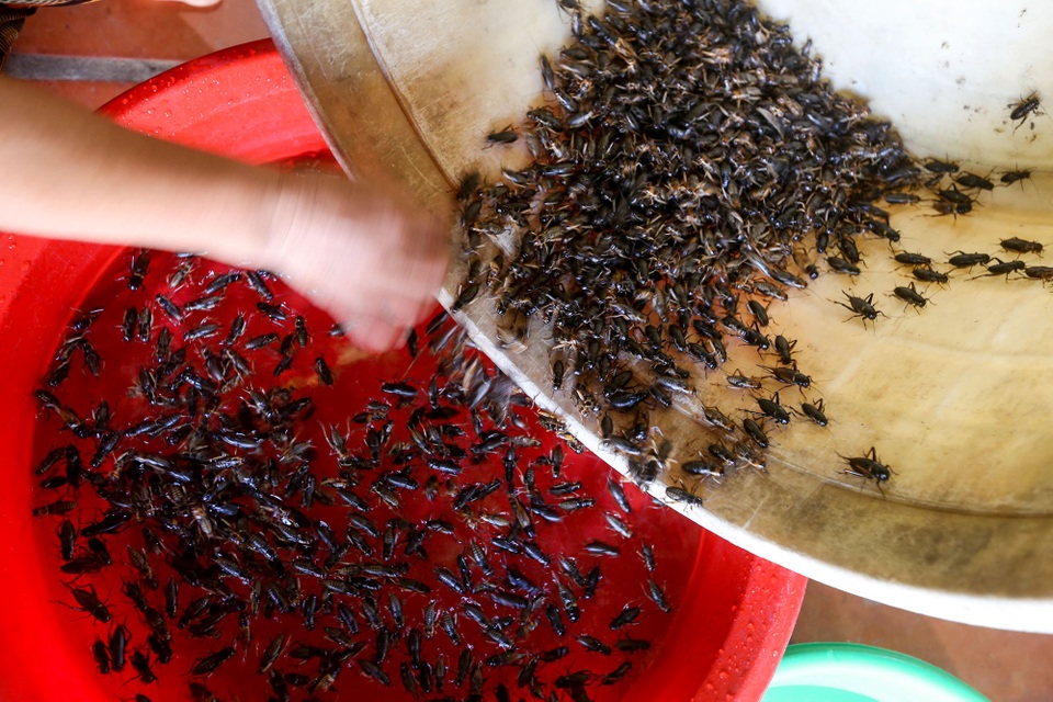 Người đàn ông bắt dế "gáy" ra tiền - 9 Ngoài ra, anh Tùng tự mở nhà hàng tại nhà.