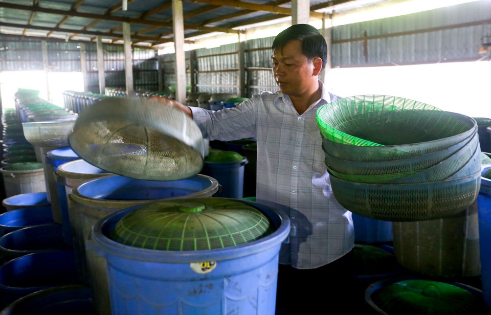 Người đàn ông bắt dế "gáy" ra tiền - 2 Trang trại của anh Tùng rộng 400m2 với khoảng 1.000 xô nhựa nuôi dế.