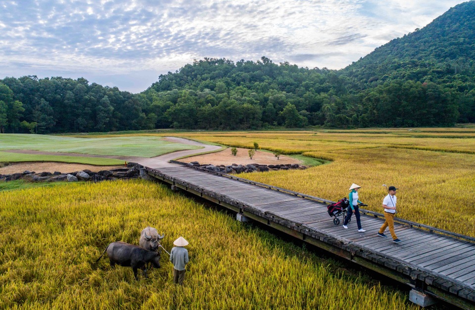 Laguna Lăng Cô: Từ vẻ đẹp ẩn mình đến điểm đến mang tính xu hướng - 4
Không chỉ bảo vệ tối đa vẻ đẹp của thiên nhiên, Laguna Lăng Cô còn làm cho thiên nhiên hoàn hảo hơn với các kiến tạo cảnh quan độc đáo. Cánh đồng lúa trên đường ra sân golf mang đến cảm giác đặc biệt thú vị ngoài những yếu tố chuyên nghiệp của một sân golf 18 hố được thiết kế bởi golfer huyền thoại Nick Faldo.