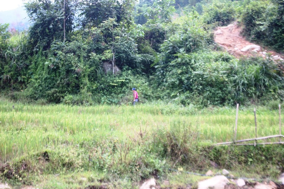 Dân “sống mòn” vì không có đất sản xuất - 2 Một ít đất của đồn biên phòng được người dân mượn để canh tác tuy nhiên năm nay thời tiết bất ổn nên lúa trồng bị mất trắng.