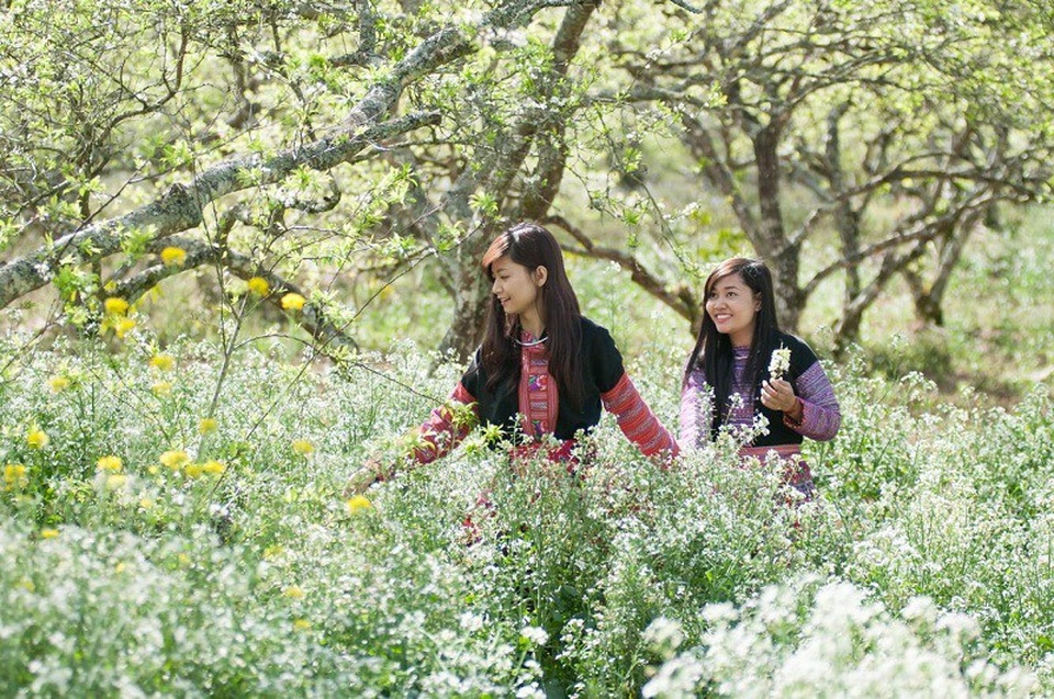 Khoác ba lô đến những vùng đất đẹp nhất khi trời đông vào độ tháng 12 - 1 Mùa hoa cải nở trắng trời làm say lòng du khách, níu chân người trên đất Mộc Châu vào dịp tháng 12. Ảnh: I.T