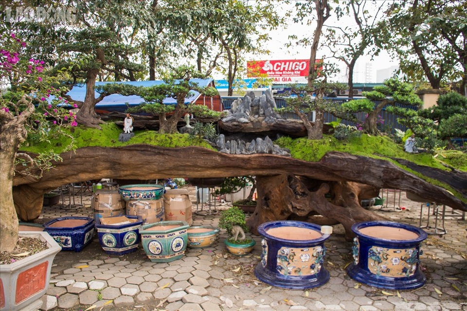 Ngỡ ngàng ngắm bộ ba cây cảnh được hét giá hơn 2 tỷ đồng - 11
Tác phẩm thứ ba có tên “Trường Sơn lưu thủy”.