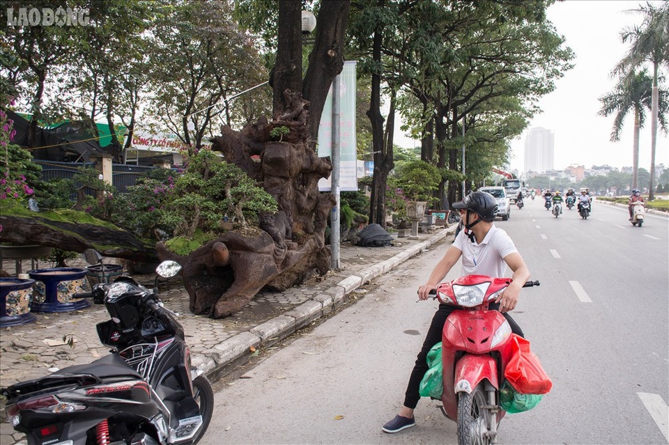 Ngỡ ngàng ngắm bộ ba cây cảnh được hét giá hơn 2 tỷ đồng - 15
Nhiều người thích thú dừng chân ven đường ngắm bộ ba cây cảnh.