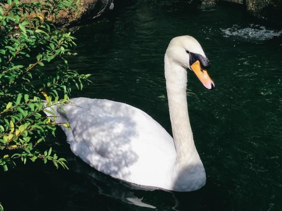 Ống kính tele trên Galaxy A9 giúp tái hiện vẻ đẹp của động vật, ẩm thực, thiên nhiên... những trào lưu đình đám trên mạng xã hội.