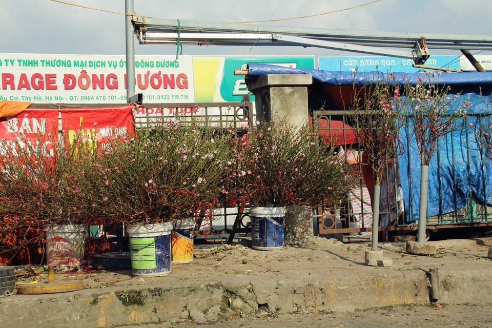 Đào bất ngờ bung nở sớm bán đầy chợ Hà Nội, giá 150 nghìn đồng/cành - 2 Các cành đào được cắt tỉa thành từng cành nhỏ, chào bán với giá từ 50-500 nghìn đồng/ cành.