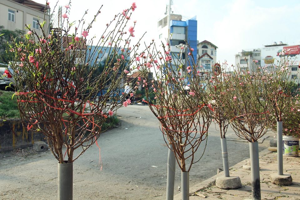 Đào bất ngờ bung nở sớm bán đầy chợ Hà Nội, giá 150 nghìn đồng/cành - 1 Dù còn 2 tháng nữa mới đến Tết Nguyên đán nhưng thời điểm này, đào đã được bày bán khá sớm tại chợ Nhật Tân