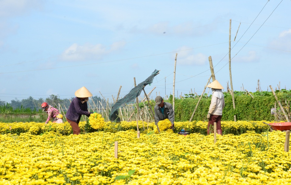 Lúc đầu chỉ vài hộ trồng hoa cúc, sau đó người dân nhận thấy hiệu quả kinh tế mang lại khá cao nên số hộ trồng hoa tăng lên. Hiện nay, xã Nghĩa Hà có trên 100 hộ tham gia trồng cúc với diện tích khoảng 7 ha, tập trung chủ yếu ở các thôn Hổ Tiếu, Bình Đông, Hàm Long…