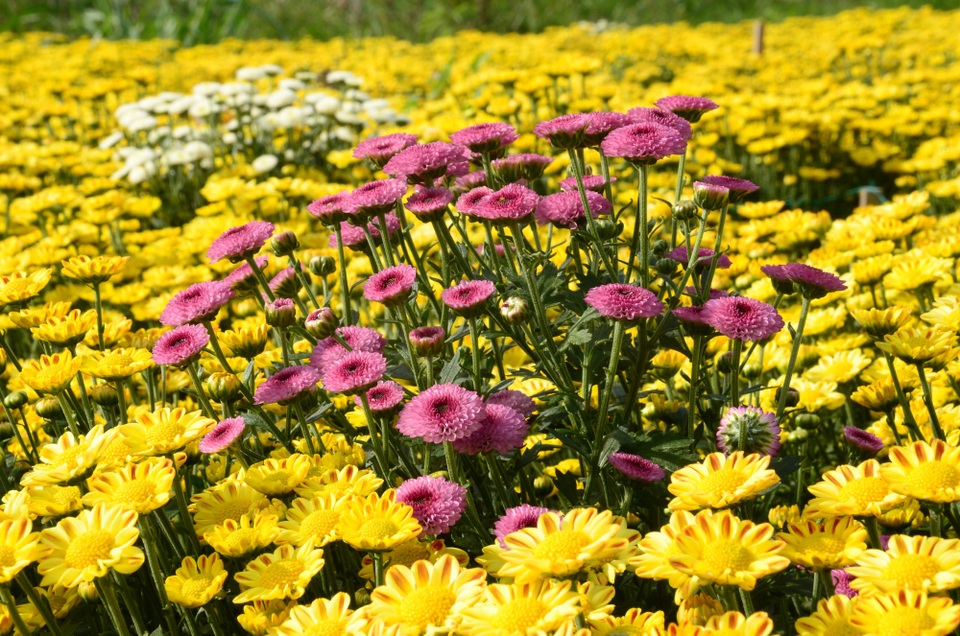 Cúc trái vụ được bán chủ yếu vào dịp rằm, mùng 1 Âm lịch hàng tháng. Bình thường mỗi cây cúc được bán với giá 1.500 đồng, thời điểm tháng 7 Âm lịch hoặc Tết Nguyên đán mỗi cây cúc có giá từ 5.000 - 6.000 đồng. Mỗi sào trồng 15.000 cây giống, đến lúc thu hoạch còn khoảng 10.000 - 12.000 cây. Sau khi trừ chi phí thì mỗi sào cúc có thể mang về nguồn thu từ 10 - 15 triệu đồng tùy thời điểm. Đây là nguồn thu nhập khá cao đối với người nông dân chúng tôi, bà Chi chia sẻ.