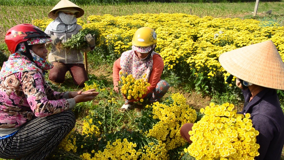 Thị trường cúc trái vụ khá rộng, vì vậy toàn bộ số hoa cúc của người dân xã Nghĩa Hà đều được thương lái đến tận ruộng thu mua hết.