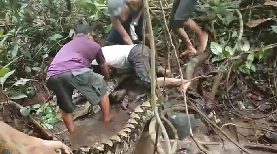 Hãi hùng cảnh “bất ngờ” đụng độ trăn gấm khổng lồ - 1
Một ngư dân Indonesia suýt chết vì dẫm nhầm trăn gấm khổng lồ.