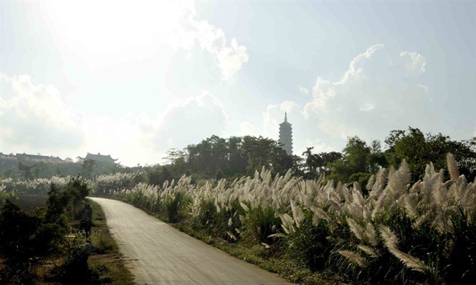 Ngỡ ngàng vẻ đẹp sắc trắng bông lau Ninh Bình - 5