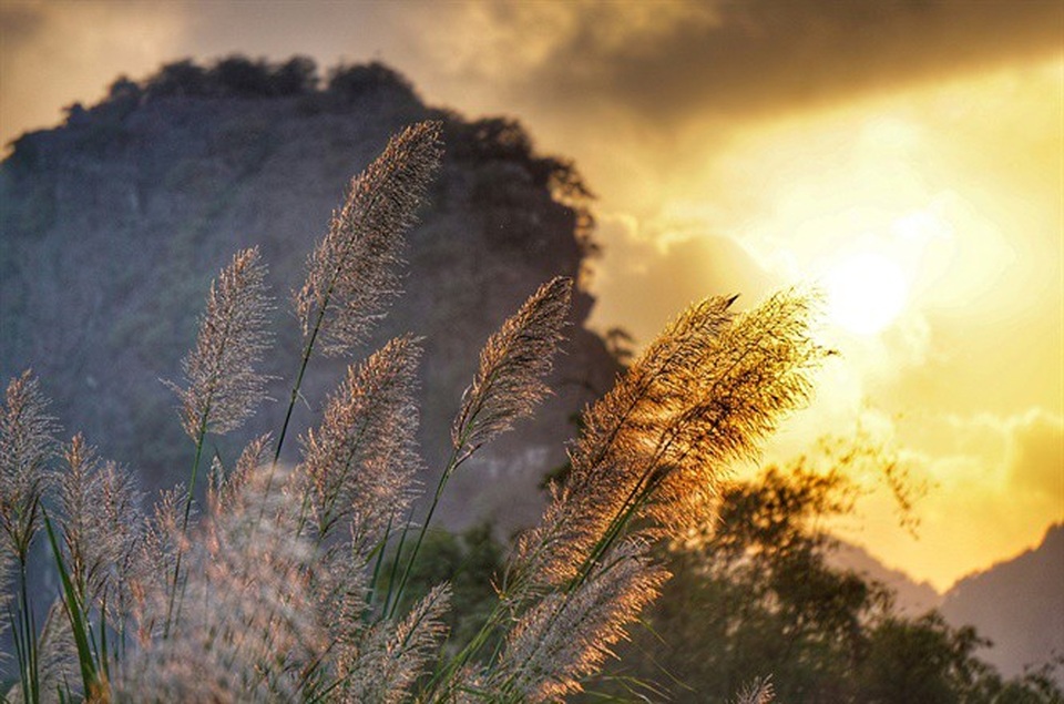 Ngỡ ngàng vẻ đẹp sắc trắng bông lau Ninh Bình - 8