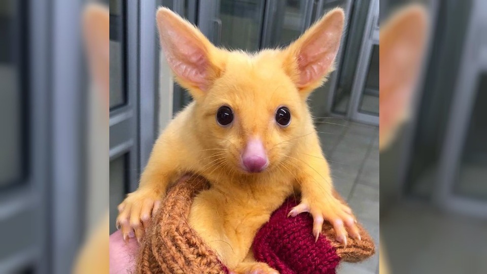 Dân mạng phát sốt với con vật giống y hệt Pikachu - 1
Con chồn có vẻ ngoài giống Pikachu