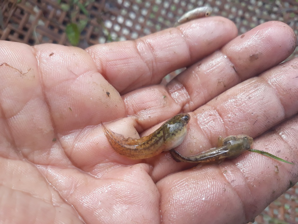 Đặc sản nòng nọc ở vùng cao Quảng Ngãi - 2 Ếch, nhái đẻ trứng xuống nước sau đó nở ra con nòng nọc, người dân Ba Tơ bắt nòng nọc chế biến thành món ăn.