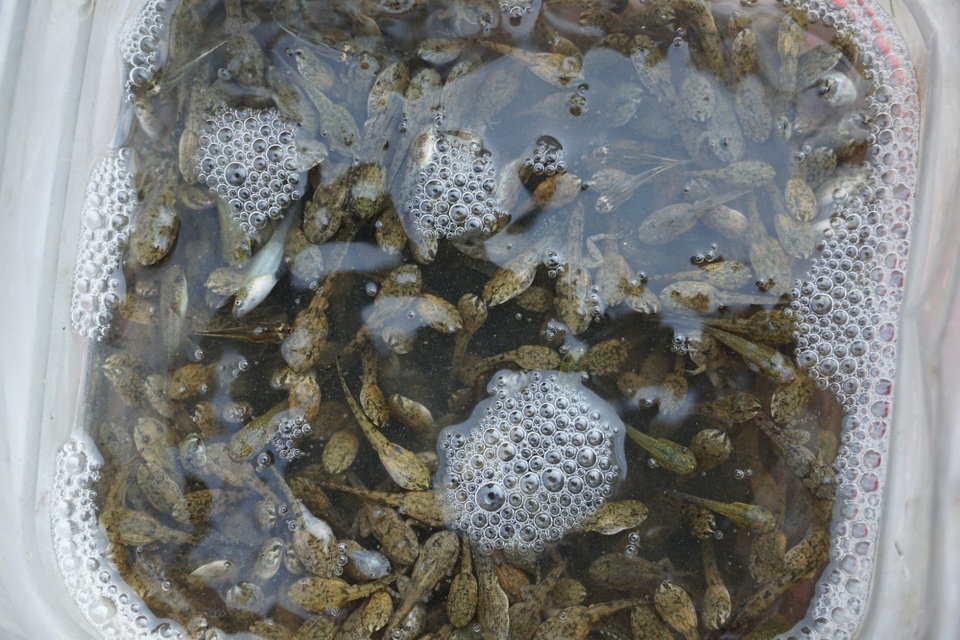 Đặc sản nòng nọc ở vùng cao Quảng Ngãi - 3 Những con nòng nọc mập ú được người dân Ba Tơ chế biến thành món xào măng rừng hoặc sả ớt.