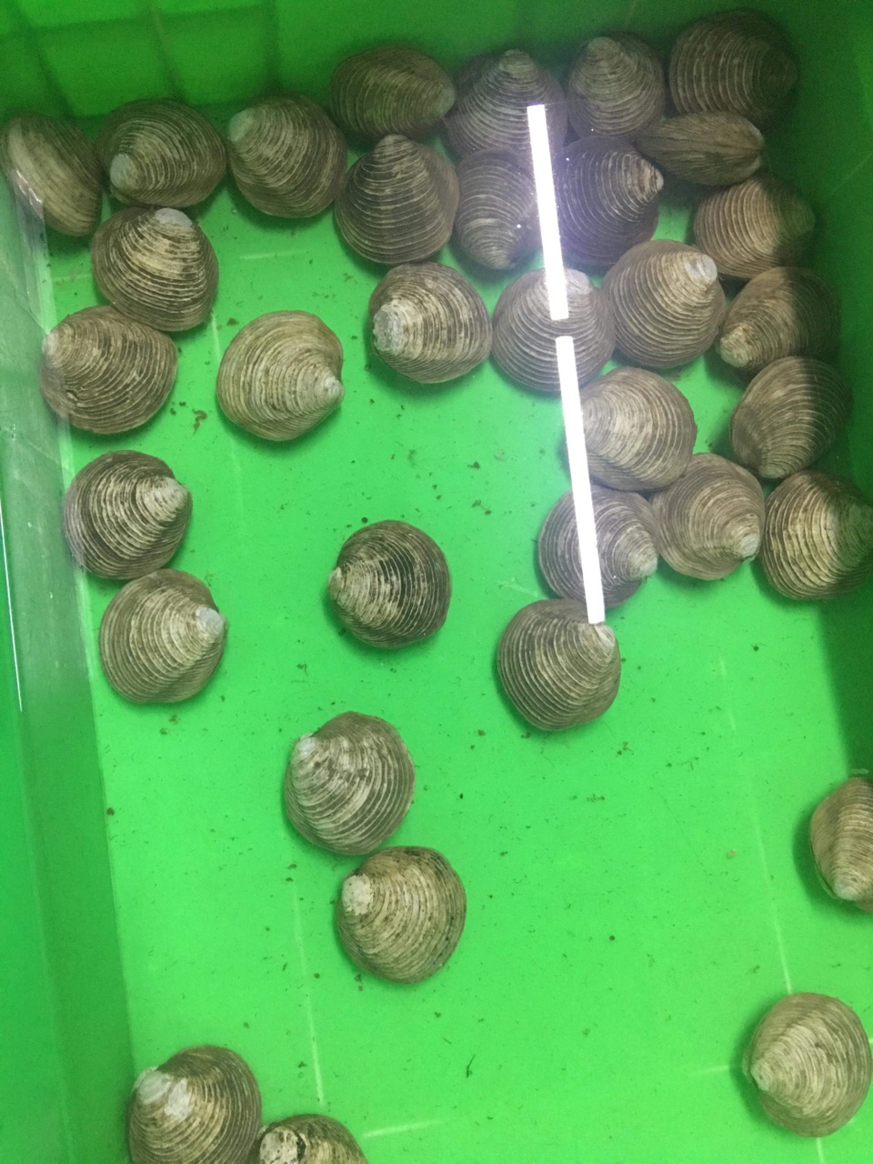 Hải sản quý giá 1 triệu đồng/kg, nghe tên “ngao ngán” mà ăn hoài không chán - 2 Ngán là đặc sản tại Quảng Ninh