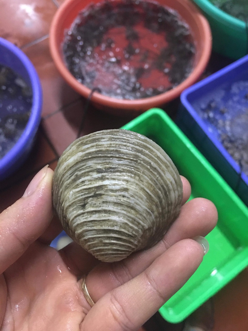 Hải sản quý giá 1 triệu đồng/kg, nghe tên “ngao ngán” mà ăn hoài không chán - 1 Ngán biển rất nhiều dưỡng chất lại có vị ngọt thanh