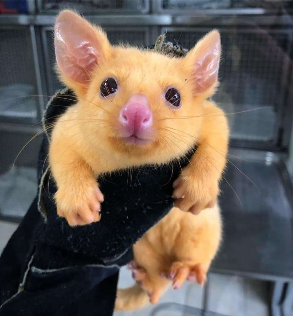 Ngạc nhiên trước chú chồn giống hệt… Picachu ở Australia - 1 Chồn Brushtail Possum đột biến có màu lông giống hệt nhân vật Picachu.