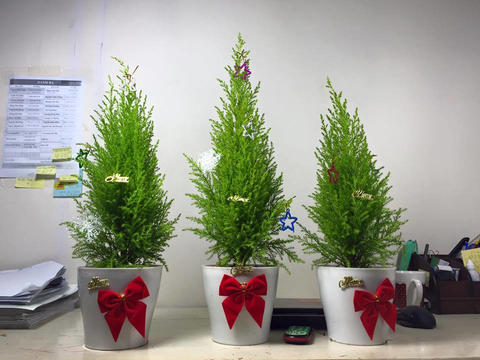 Mua cây thông Noel 85.000 đồng, bán ra gần triệu bạc, chủ shop lãi khủng mùa Giáng sinh - 1 Mỗi chậu tùng thơm hiện có giá khoảng 450.000 - 800.000 đồng tùy kích cỡ và kiểu trang trí.