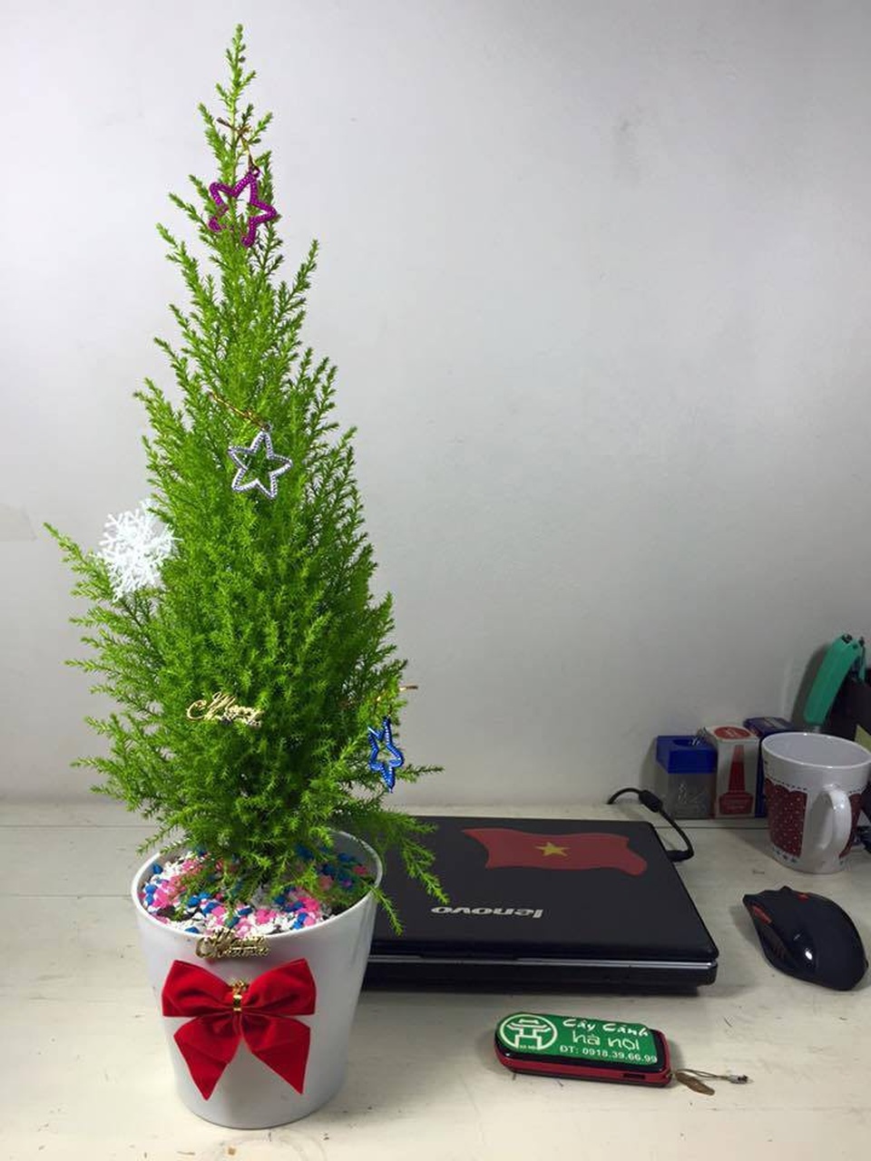 Mua cây thông Noel 85.000 đồng, bán ra gần triệu bạc, chủ shop lãi khủng mùa Giáng sinh - 2 Cây tùng thơm phù hợp để ở bàn học, bàn làm việc.